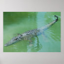 Search for croc art Australia