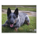 Search for heelers art Cattle