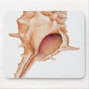 Search for mollusk electronics Shell