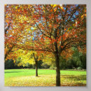 Search for colored leaf posters Autumn