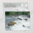 Search for brown bear postcards Photograph
