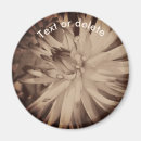 Search for dahlia magnets Photography
