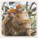 Search for monkey coasters Animal