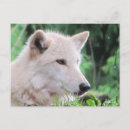 Search for wolf stamps postcards Nature photography