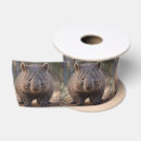 Search for australian ribbon Marsupial