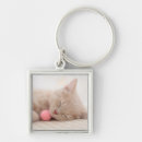 Search for shorthair key rings British shorthair cat