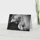 Search for ragdoll cat cards Feline