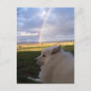 Search for samoyed postcards Pet