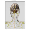Search for nervous system postcards Efferent nerves