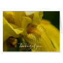 Search for yellow iris Macro