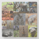 Search for koala barware Wildlife