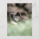 Search for black wolf postcards Mammal