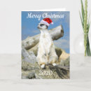Search for meerkat christmas cards Nature