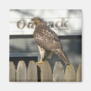 Search for hawking magnets Falconer