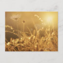 Search for flares postcards Outdoors