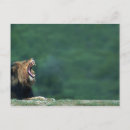 Search for lai postcards Wildlife