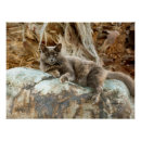 Search for cat pillow posters Pet