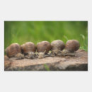 Search for snail shell stickers Nature