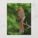 Search for cardinal bird postcards Cardinalis