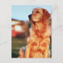 Search for retrieve postcards Dogs
