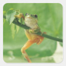 Search for tree frog stickers Full length