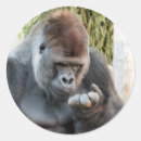 Search for cute gorilla stickers Animals