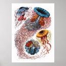 Search for jellyfish posters Aquatic