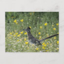 Search for roadrunners postcards Geococcyx californianus