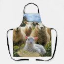 Search for flock aprons Sheep