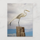 Search for egret Usa