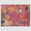 Search for autumn leaves tissue paper Fall