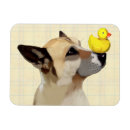 Search for duck magnets Dog