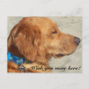Search for retriever” postcards Golden
