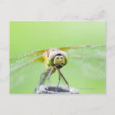 Search for dragonfly stamp postcards Close up