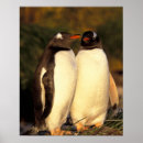 Search for falkland posters Penguin