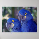 Search for hyacinth posters Animals