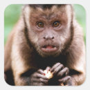 Search for black monkey stickers Animal