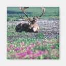 Search for alaska range magnets Animal