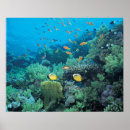 Search for tropical reef posters Coral