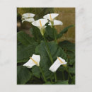 Search for calla postcards Nature