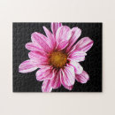 Search for chrysanthemum photography Pink
