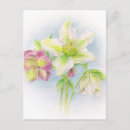 Search for hellebore postcards Watercolor