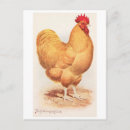 Search for for buffs postcards Vintage