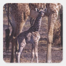 Search for baby giraffe stickers Wildlife