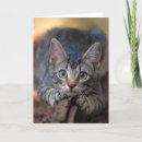 Search for felis cards Kitten