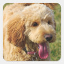 Search for golden doodle dog stickers Poodle