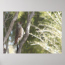 Search for flickers posters Woodpecker