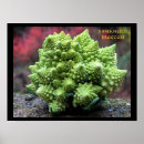 Search for cauliflower art Gardening
