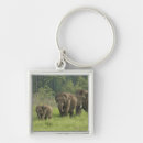 Search for indian elephant key rings Elephas maximus