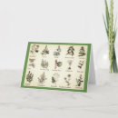 Search for herb cards Basil